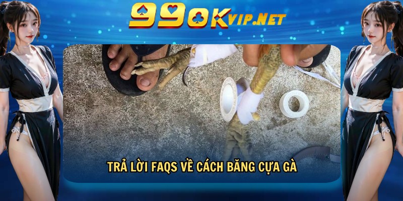 Trả lời FAQs về cách băng cựa gà Trả lời FAQs về cách băng cựa gà