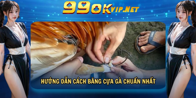 Hướng dẫn cách băng cựa gà chuẩn nhất tại nhà cái 99OK